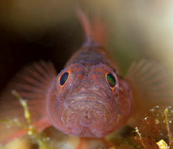 Rusty Goby 
Bonaire by John Roach 